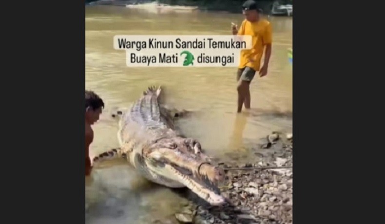 Heboh Buaya Berukuran Besar di Kalbar Ditemukan Mati di Pinggir Sungai
