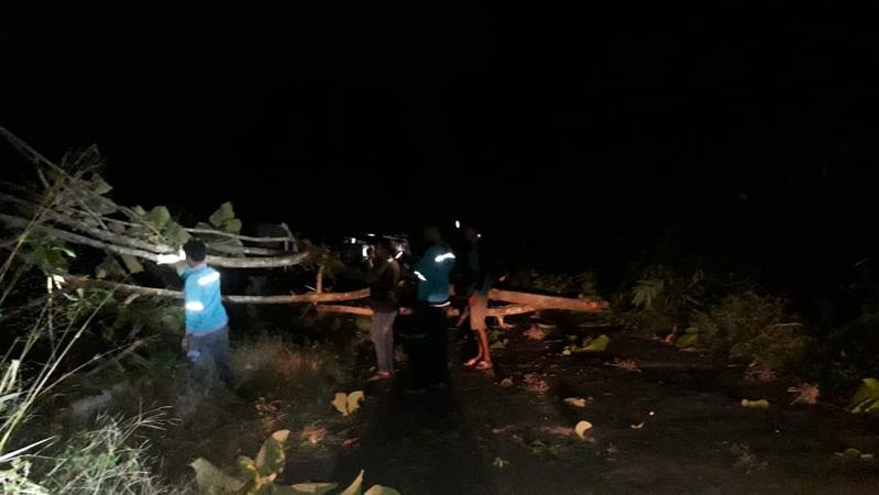Pohon Jati Setinggi 15 Meter Tumbang, Akses Jalan Desa Banjarsari Pemalang Sempat Terputus