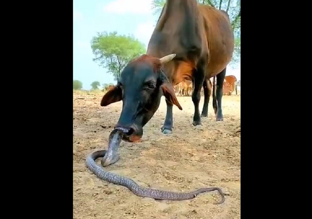 Video Viral, Sapi dan Ular Kobra Asyik Bermain Bareng sambil Jilat-jilatan