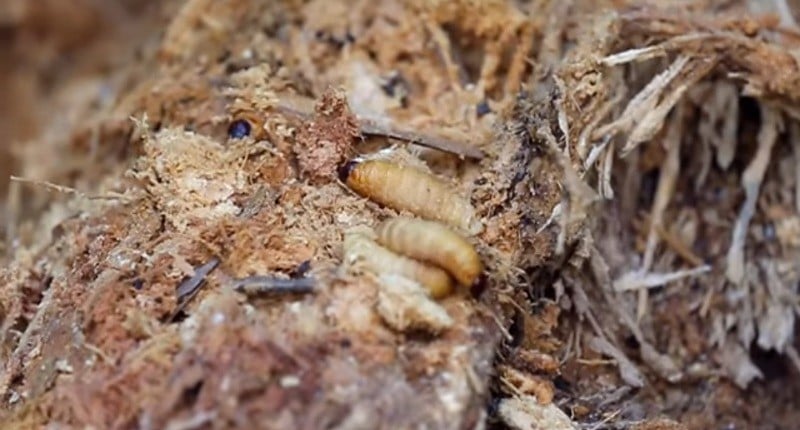 Mencicipi Ulat Kayu Khas Papua, Rasa Gurih dan Tinggi Protein 