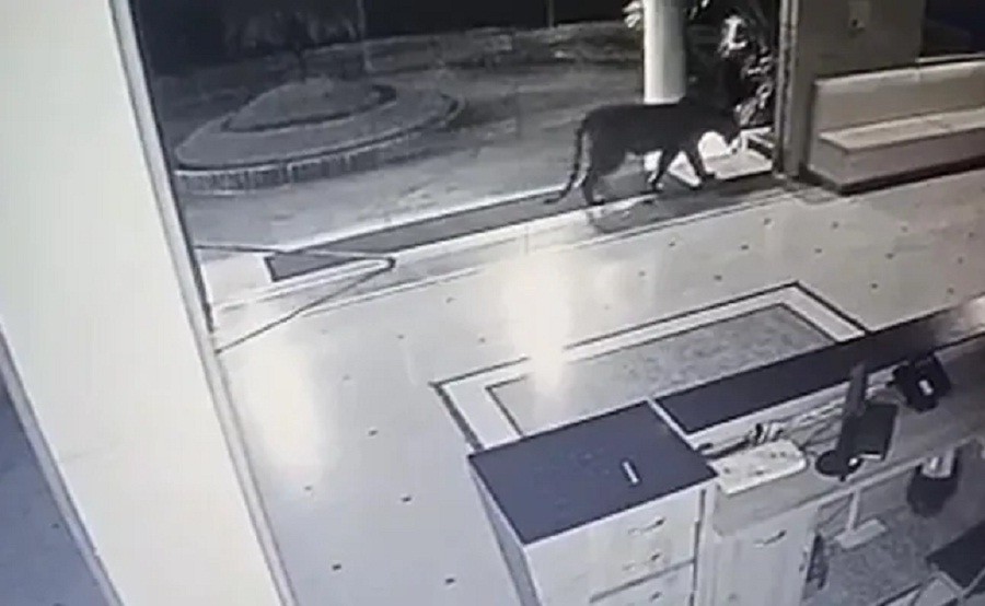 Video Viral, Harimau Satroni Kampus Universitas Swasta saat Dini Hari