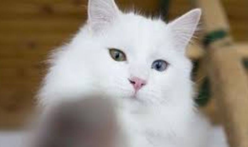 Nama Kucing Nabi Muhammad Ternyata Bukan Muezza, Begini Penjelasannya 