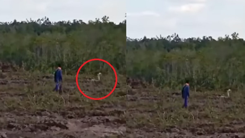 Viral Penampakan Kobra Putih Berukuran Besar di Ketapang, Netizen Sebut Raja Ular