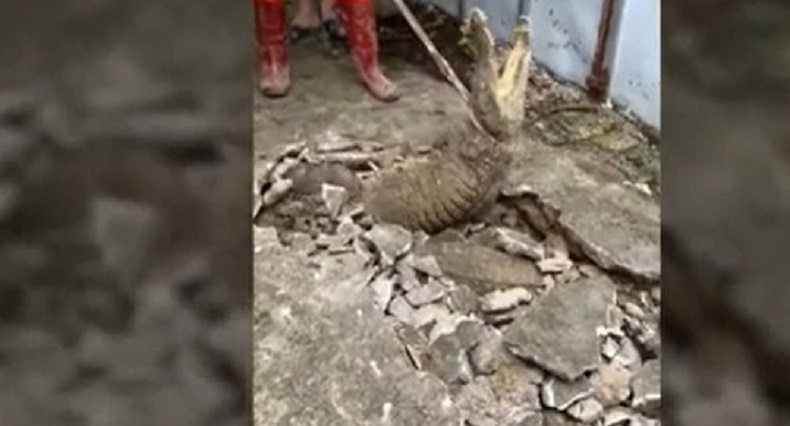 Jalan Lewati Trotoar Retak, Pemuda Ini Kaget Lihat 3 Buaya di Bawahnya