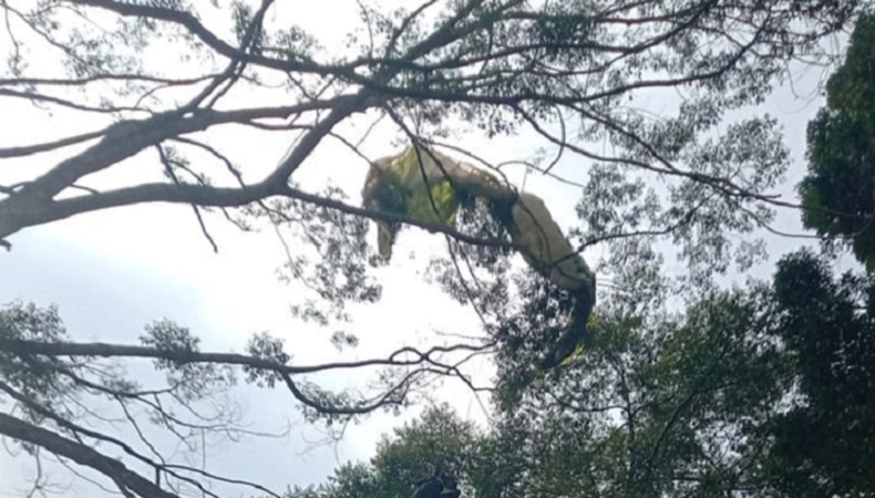 Atlet Paralayang Tersangkut Pohon di Gunung Mas Puncak, Damkar Turun Tangan