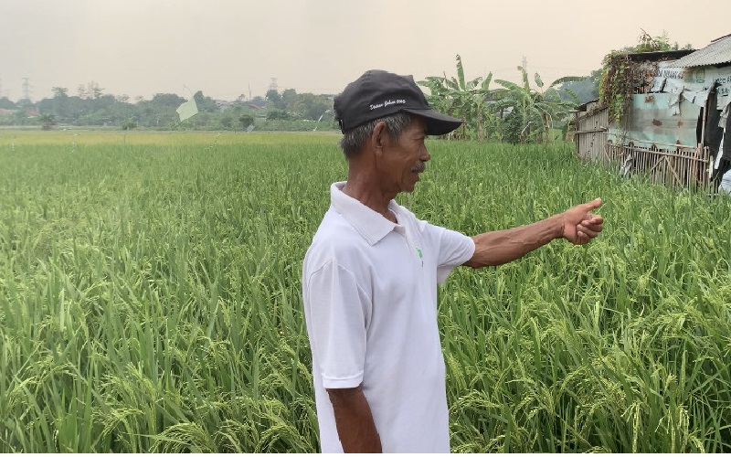 Persawahan di Bekasi Kekeringan Dampak El Nino, Begini Penampakannya