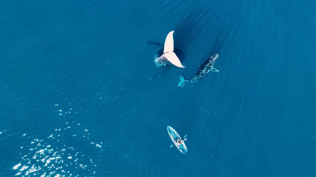 Momen Langka! Paus Berdiri dengan Kepala di Tengah Laut Direkam YouTuber