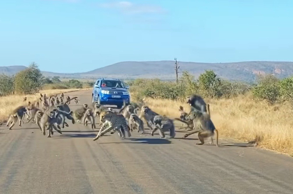 Video Viral Macan Tutul Diserang 50 Babun di Jalan Raya, Predator pun Jadi Mangsa!