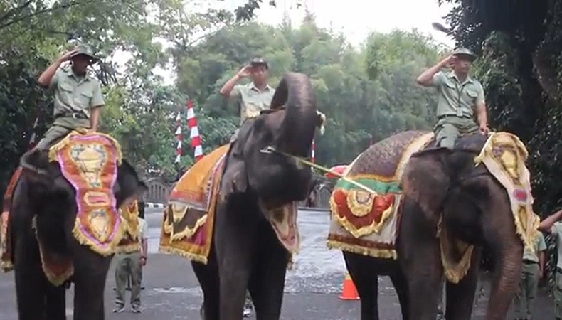 Ketika Satwa Bali Safari Ikut Upacara 17 Agustus, Gajah Beri Hormat 