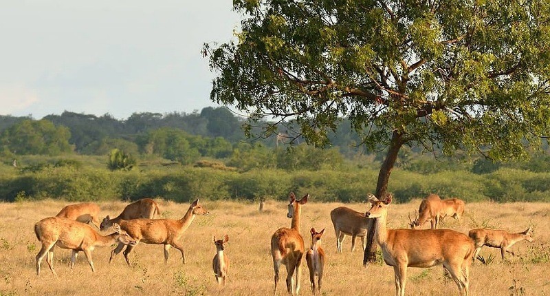 Kampung Unik di Situbondo, Singgah ke Desanya Ternyata Punya Pemandangan Mirip Luar Negeri 
