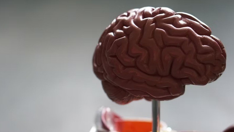 Berkat Teknik Ini, ilmuwan Berhasil Baca Aktivitas Otak Pasien Koma