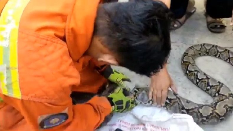 Ular Sanca 3,5 Meter Masuk Gorong-gorong Rumah di Cimahi, Warga Panik