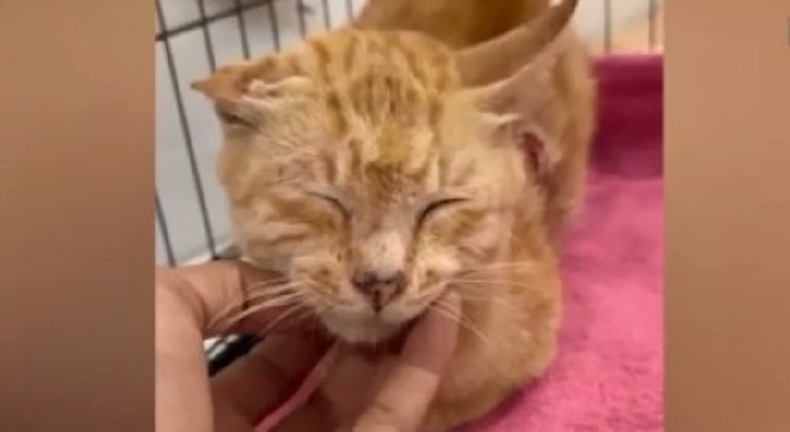 Heboh Kucing Oyen Hanya Terluka dalam Kecelakaan Pesawat di Malaysia