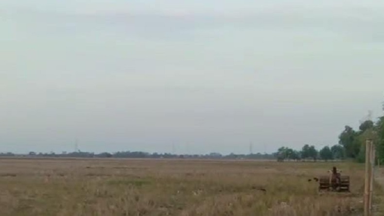 Ribuan Hektare Sawah di Karawang Kekeringan, Harga Beras Merangkak Naik
