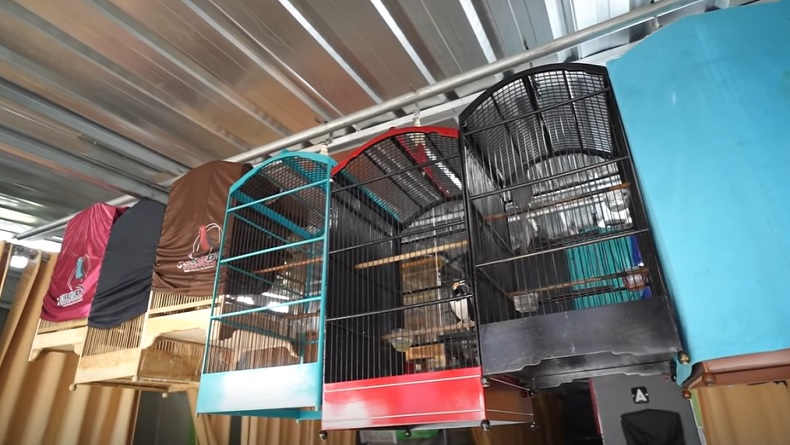 Berawal dari Hobi, Pria Ini Sukses Ternak Burung Murai, Harganya Capai Ratusan Juta 