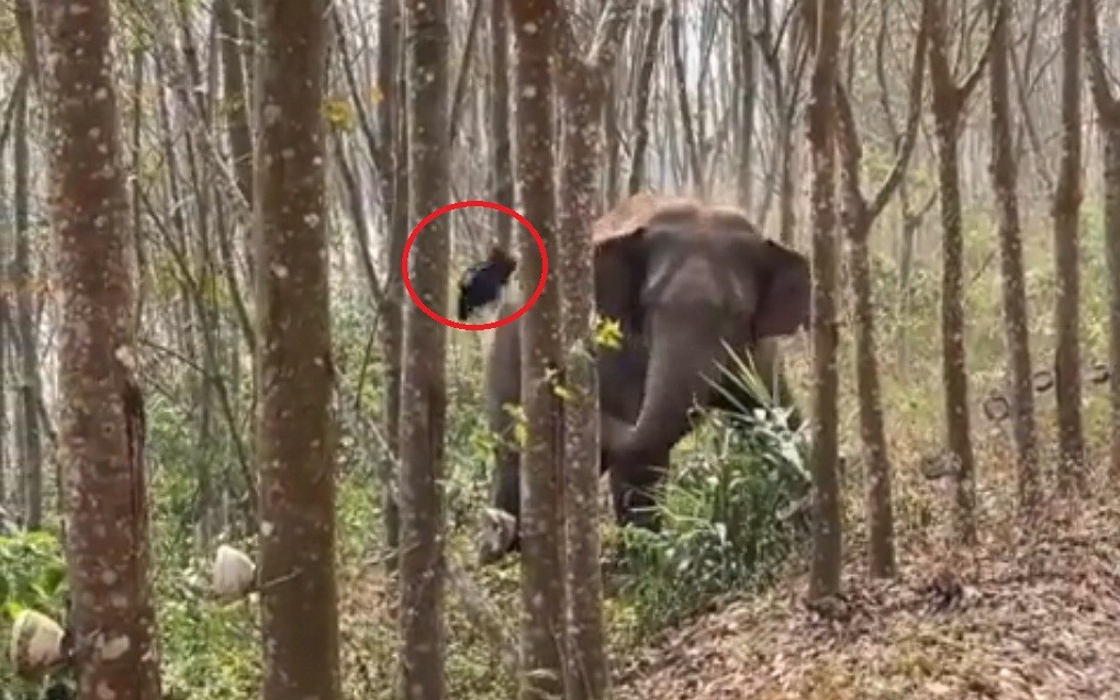 Gajah Liar Ini Temukan Tas Berisi Narkotika saat Jalan-Jalan, Polisi Langsung Bertindak