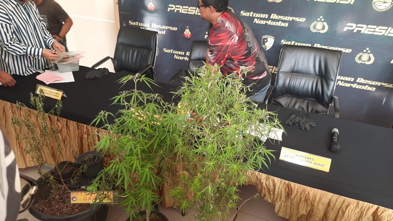 Ini Siasat Pesulap Oge Arthemus Tanam Ganja di Balkon Lantai 2 untuk Dikonsumsi