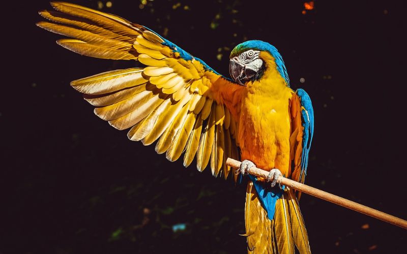   Burung Termahal di Dunia, Ada yang Tembus Miliaran Rupiah