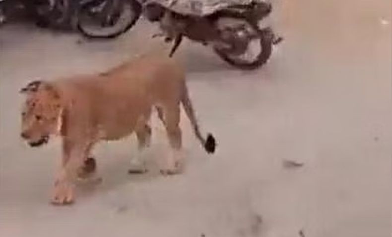 Kacau! Singa Dewasa Lepas dari Mobil Majikan, Keluyuran di Jalanan Ramai