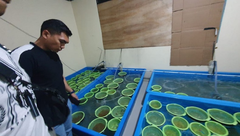 Sempat Kejar-kejaran, Polri Tangkap Penyelundup Baby Lobster Senilai Rp87,5 Miliar