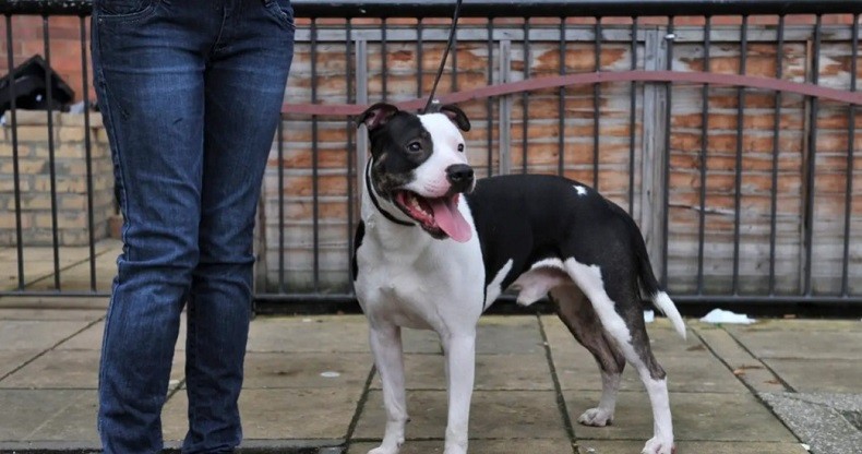 Cerita Ajaib Perempuan Diselamatkan Anjing dari Pembunuh Bayaran