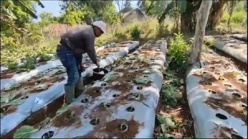 Tanaman Kering dan Tak Layak Jual, Petani Sayuran Lembang KBB Rugi Besar