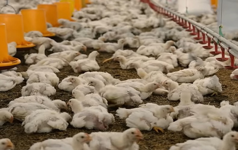 Pemuda Ini Sukses Budi Daya Ayam Broiler, Raup Puluhan Juta per Panen