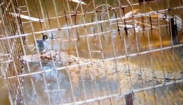 Hendak Menembak Burung, Pemuda Ini Kaget Temukan Anak Buaya Mengapung di Sungai