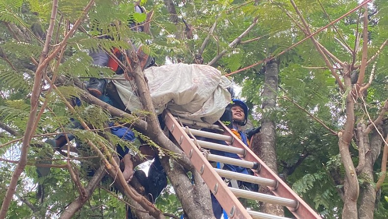 Momen Dramatis Evakuasi Pria Tewas Tersetrum Listrik dari Pohon Petai di Bogor