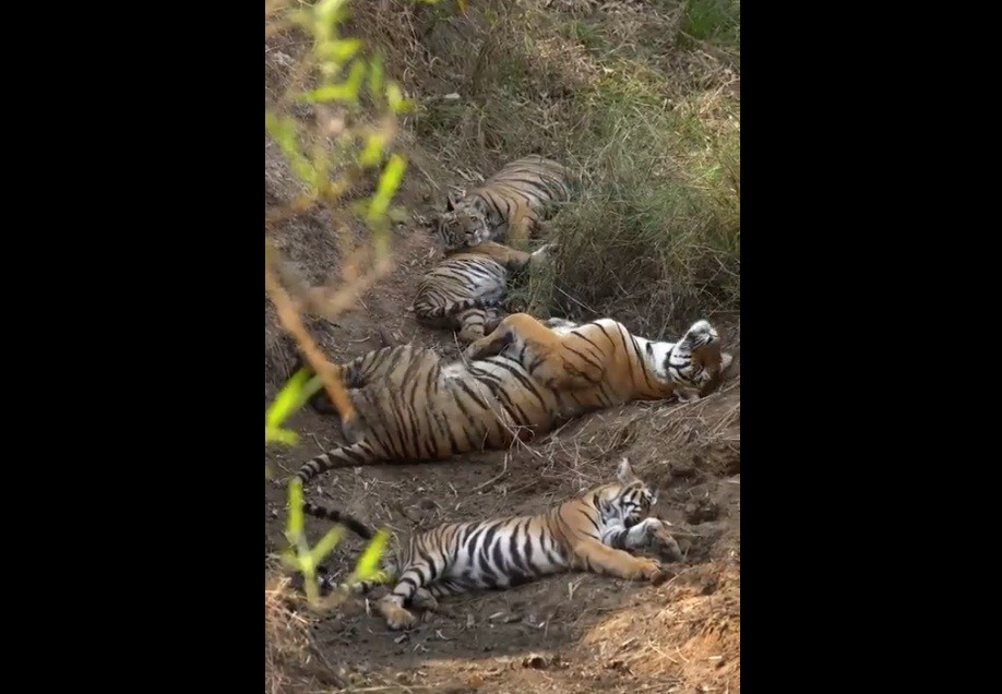 Video Viral, Momen Langka Satu Keluarga Harimau Asyik Tidur Siang Bersama di Hutan