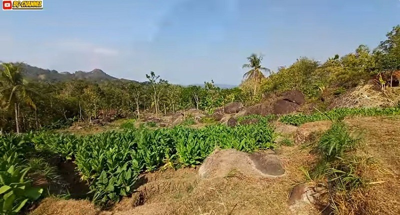 Kampung Unik di Kebumen, Singgah ke Desa Terpencil Suasananya seperti di Swiss Dihuni 3 Rumah