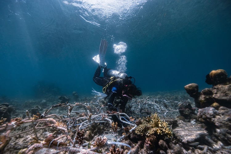Alfamart dan Sheba Ajak Masyarakat Ambil Peran Konservasi Terumbu Karang