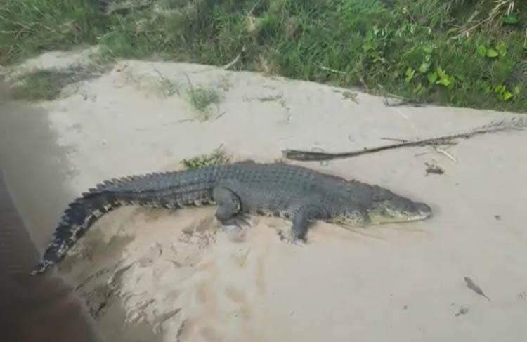 Pesisir Selatan Gempar, Buaya Raksasa Sepanjang 7 Meter Berjemur di Sungai Silaut