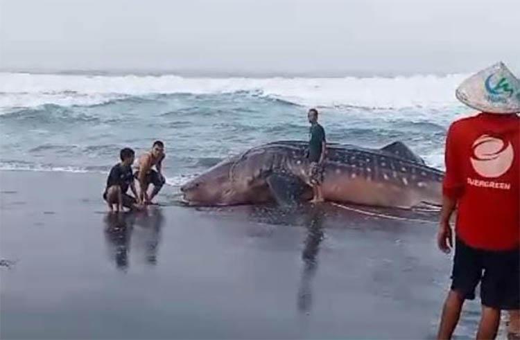 Hiu Tutul Mati Terdampar di Pantai Ketawang, Polisi: Sejak Agustus Sudah 4 Kali