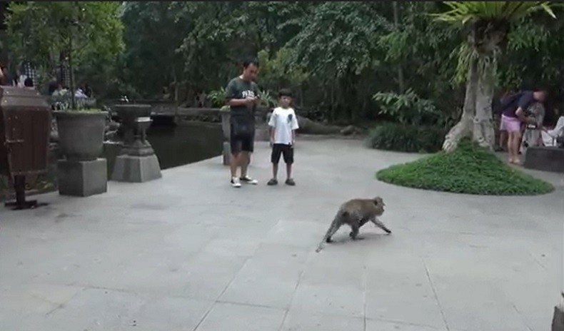 Australia Minta Warganya di Bali Hati-Hati dengan Monyet yang Berkeliaran