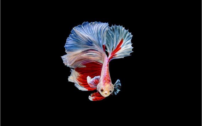 5 Ikan Guppy Termahal di Dunia, Harganya Ada yang Capai Jutaan per Ekor!