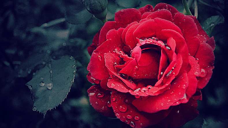 Mengapa Mawar Merah Identik dengan Hari Valentine? Ternyata Ini Alasannya