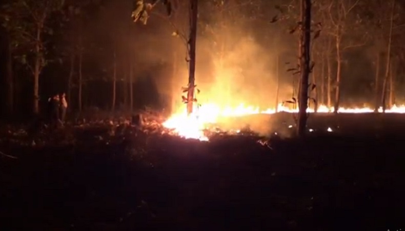 Hutan Jati di Tuban Terbakar, 1 Ha Pohon Muda Ludes Dilalap Api 