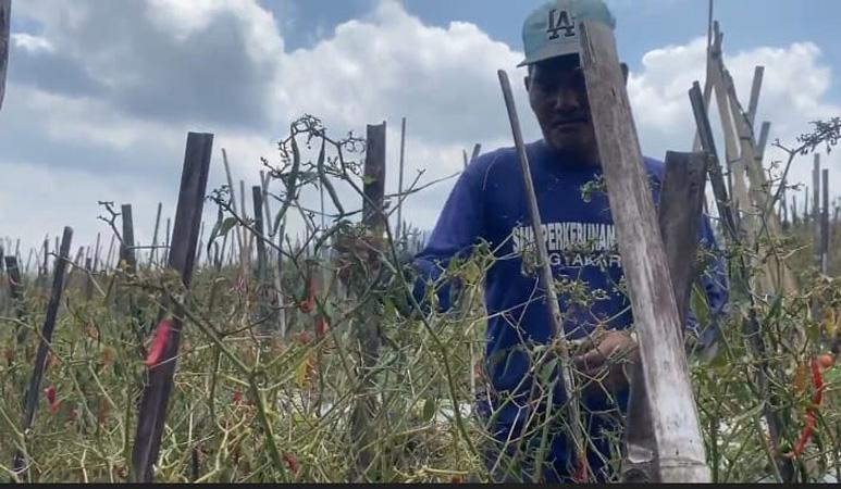 Ribuan Tanaman Cabai dan Tomat di Banjarnegara Mati akibat Kekeringan, Petani Gagal Panen