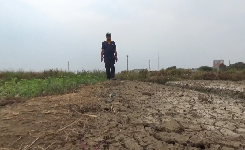 Pilu, Petani di Jakarta Utara Gagal Panen karena Kekeringan