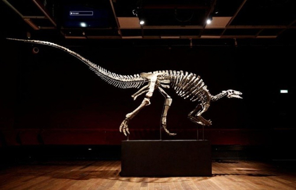 Kerangka Dinosaurus dari 150 Juta Tahun Lalu Bakal Dilelang di Paris, Segini Taksiran Harganya