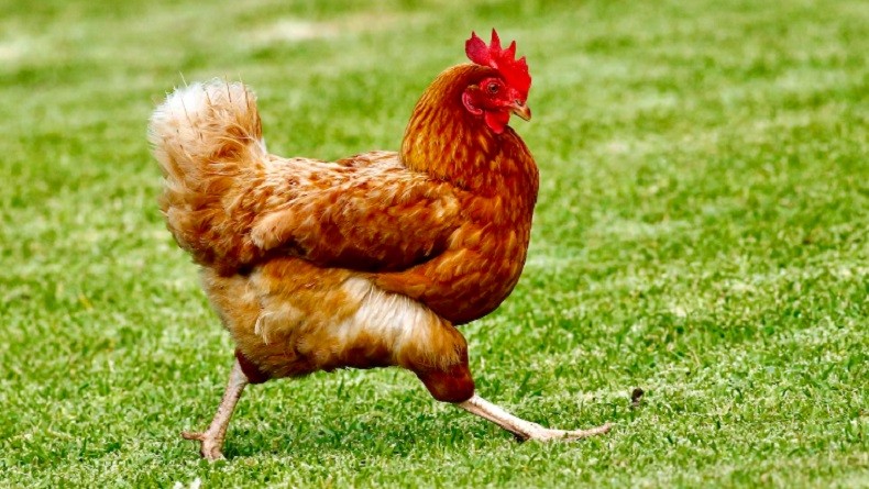 Gunakan Teknologi AI, Ilmuwan Bisa Baca Emosi Ayam 