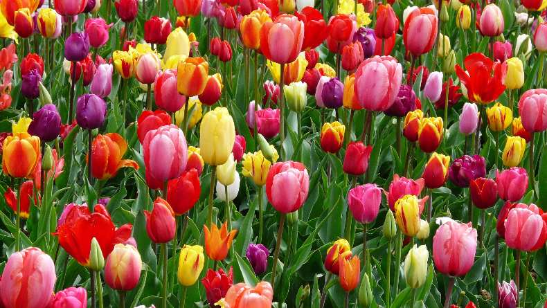7 Arti Bunga Tulip Berdasarkan Warna, Kuning Punya Warna Filosofi Mendalam!