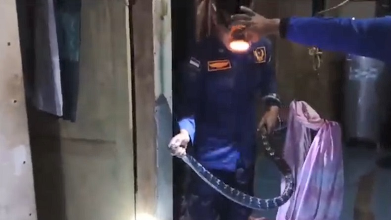 Ular King Koros Masuk Rumah Warga Aceh Besar, Sembunyi di Bawah Meja TV