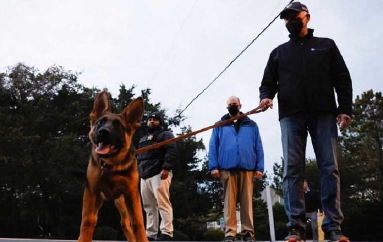 Waduh, Anjing Presiden Amerika Serikat Joe Biden Gigit Paspampres