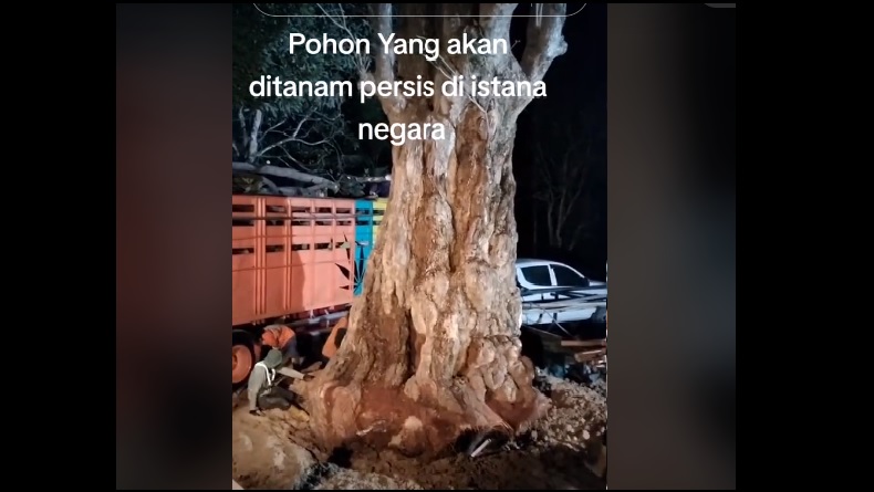 10 Manfaat Pohon Pule, Tanaman Ajaib yang Bakal Ditanam di Istana Negara IKN