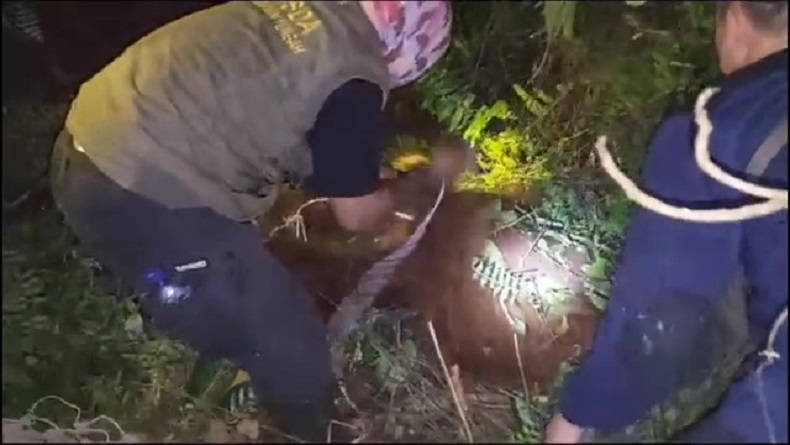 2 Orang Utan Berkeliaran di Kebun Sawit Warga, BKSDA Kalteng Turun Tangan