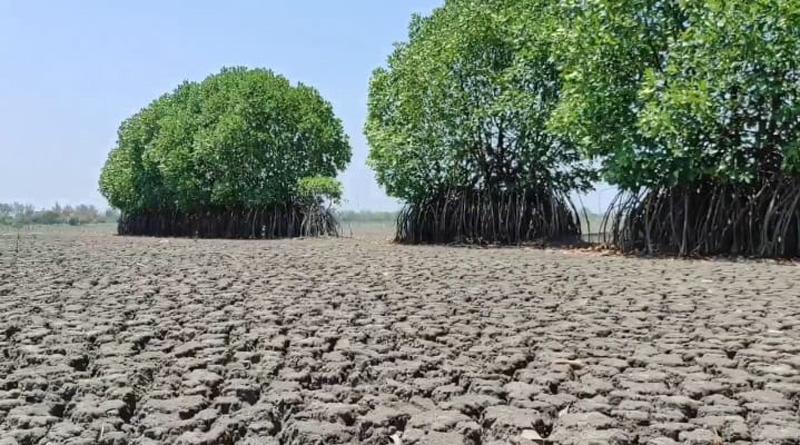 Kekeringan Ekstrem, Puluhan Hektare Mangrove di Pekalongan Terancam Mati