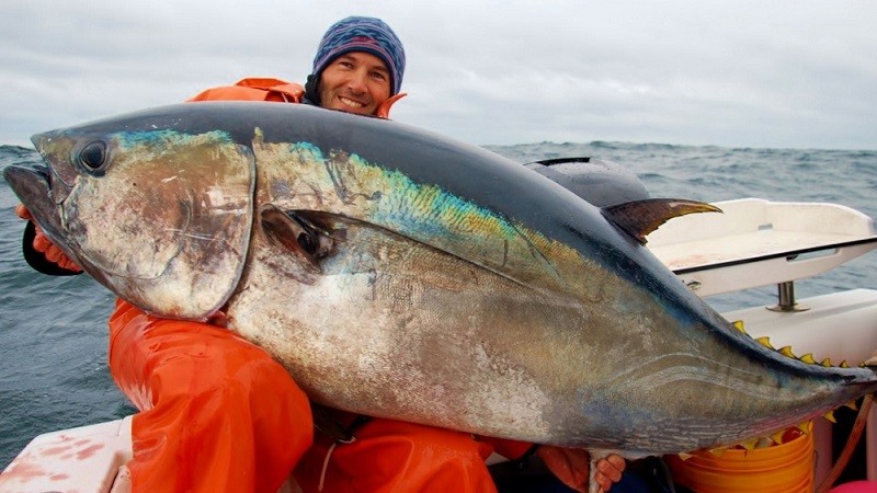 Deretan Ikan Termahal di Dunia, Ada yang Tembus Rp48 Miliar