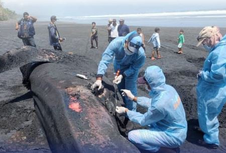 Hiu Paus Berbobot 1 Ton Ditemukan Mati Terdampar di Pantai Jembrana Bali